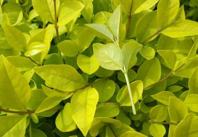 襄陽(yáng)園林景觀公司 襄陽(yáng)園林景觀公司