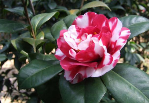 在進(jìn)行植物品種的選擇上，一般有這7個程序！