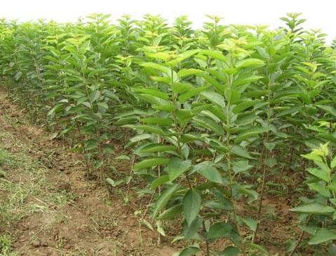 凱蒂園林分享一下關(guān)于苗木的栽植（移植）方面的3個注意點！