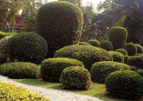 關(guān)于園林植物的布置方法，主要看看這5種！