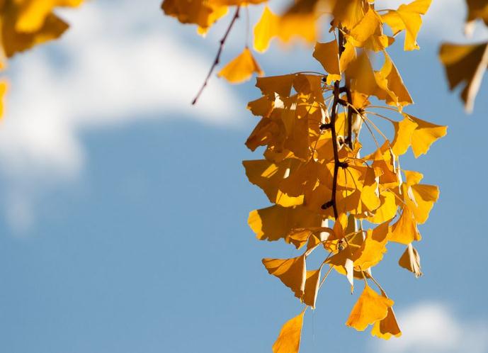 凱蒂園林和大家講講銀杏這種植物的3種繁殖方法！