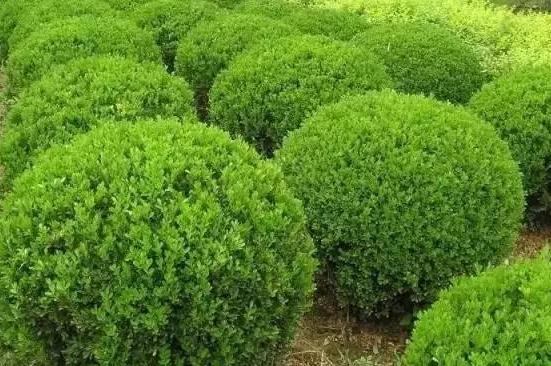 喬、灌木類植物的養(yǎng)護要點，看看凱蒂分享的這6點！