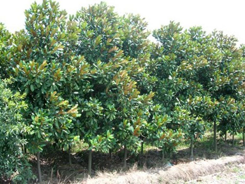 樹木成活率不高？12招樹木養(yǎng)護秘訣，要知曉！