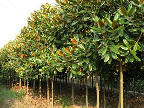 干貨：老經(jīng)驗！喬木移栽保證成活的12大方法！